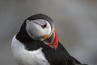 Portrait of a puffin (Fratercula arctica), Norway, Runde Island, Europe