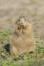 Black-tailed prairie dog (Cynomys ludovicianus), captive, occurring in North America