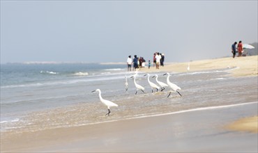 Great egret (Ardea alba, syn.: Casmerodius albus, Egretta alba) at Marari Beach or beach, blurred