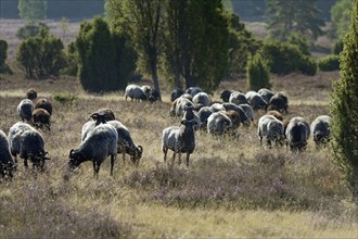 Heidschnucken (Ovis aries), herd in the blooming heathland, Südheide Nature Park, Lüneburg Heath,