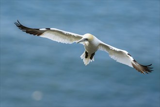 Northern Gannet, Morus bassanus, bird in flight over sea, Bempton Cliffs, North Yorkshire, England,