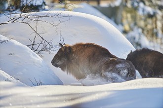 European bison (Bison bonasus) or Wisent in winter, captive, Bavarian Forest National Park,