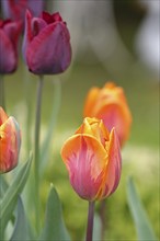 Tulip (Tulipa), flower orange colour in a flower bed Wilnsdorf, North Rhine-Westphalia, Germany,