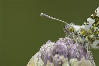 Orange tip (Anthocharis cardamines) butterfly resting on a garden Allium flower head in the