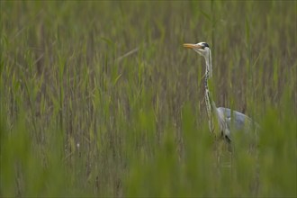 Grey heron (Ardea cinerea) adult bird in a reedbed, Suffolk, England, United Kingdom, Europe