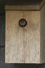 Eurasian wren (Troglodytes troglodytes) adult bird looking out from a garden bird nest box,