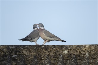 Wood pigeon (Columba palumbus) two adult birds performing their courtship display on an urban