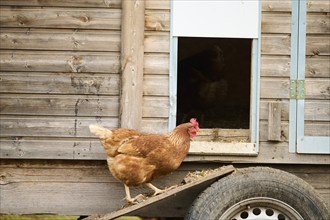 Brown chicken walking down a ramp from a wooden coop, Chicken (Gallus domesticus), Austria, Europe