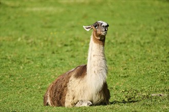 Llama (Lama glama) with white and brown fur lying calmly on green grass, Germany, Europe