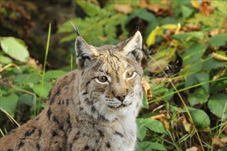 Eurasian lynx (Lynx lynx) sitting in autumn forest, Bavarian Forest National Park