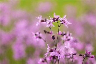 Close-up of pink flowers with blurred green background in nature