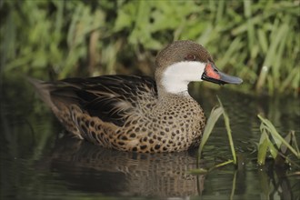 Bahama duck (Anas bahamensis, Paecilonetta bahamensis), captive, occurrence in South America