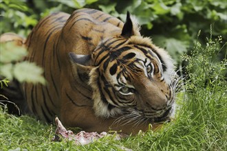 Sumatran tiger (Panthera tigris sumatrae), feeding, captive, occurring on Sumatra, Indonesia, Asia