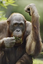 Bornean orangutan (Pongo pygmaeus), captive, occurring on Borneo