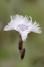 Feather carnation (Dianthus plumarius), flower, ornamental plant, North Rhine-Westphalia, Germany,