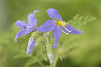 Watermelon nightshade (Solanum citrullifolium), flowers, native to North America