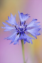 Cornflower (Centaurea cyanus), flower, North Rhine-Westphalia, Germany, Europe