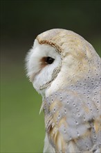 Barn owl (Tyto alba), portrait, captive, North Rhine-Westphalia, Germany, Europe