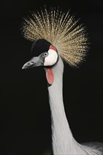 Gray crowned-crane (Balearica regulorum), portrait, captive, occurrence in Africa