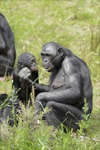 Bonobo or bonobo (Pan paniscus), female with young, captive, occurring in the Congo