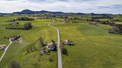 Aerial view of a country road through flowering dandelion meadows in spring, in the background the