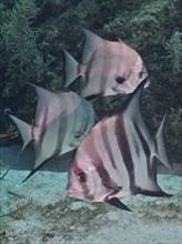 Several specimens of Atlantic spadefish (Chaetodipterus faber) with distinctive stripes, dive site