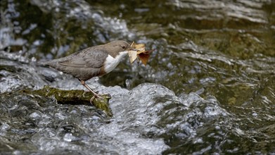 White-throated Dipper (Cinclus cinclus) with nesting material in the water, Austria, Upper Austria,