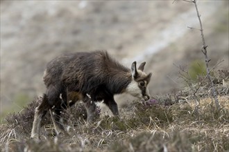 A chamois grazes on a rocky mountain terrain