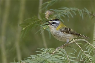 A goldcrest sings on a green needle branch