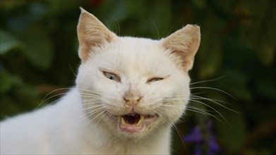 Close-up of a blinking white cat with open mouth, surrounded by green foliage, cats, Rhodes old