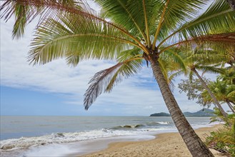 Landscape of Clifton Beach with coconut palms in spring, Queensland Australia