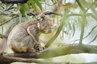 Close-up of a koala (Phascolarctos cinereus) wildlife on a bamboo tree, Australia, Oceania