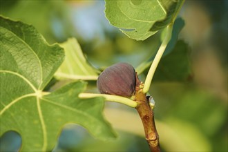 Common fig (Ficus carica) fruits in summer, Cres, Croatia, Europe