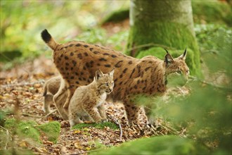 Eurasian lynx (Lynx lynx) mother animal with her youngster in a forest, captive, Bavarian Forest