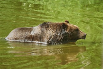 Eurasian brown bear (Ursus arctos arctos) in a forest, captive, Czech Republic, Europe