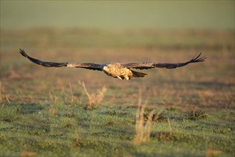 Juvenile Iberian Eagle in flight, Spanish Imperial Eagle (Aquila adalberti), Extremadura, Castilla