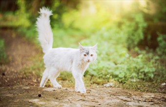 Cute white cat in a green garden. Portrait of beautiful white cat walking in the yard