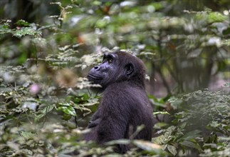 Western lowland gorilla (Gorilla gorilla gorilla), female, Loango National Park, Parc National de