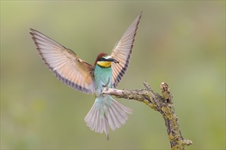 Bee-eater (Merops apiaster) wings spread for landing, flying, foraging, wildlife, Lake Neusiedl