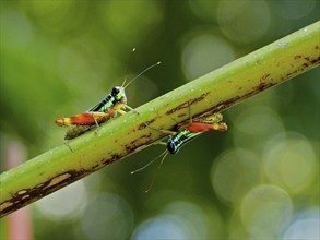 Two colourful grasshoppers (Taeniophora femorata), grasshopper, on a green branch in front of a