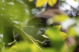 Mantled howler (Alouatta palliata) eating leaves in a tree, Cahuita National Park, Costa Rica,