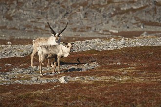 Reindeer (Rangifer tarandus) in the tundra, Lapland, Norway, Scandinavia, Europe