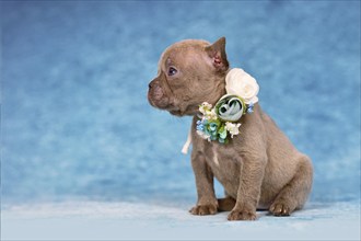 Cute four weeks young Lilac Brindle French Bulldog puppy with flower collar