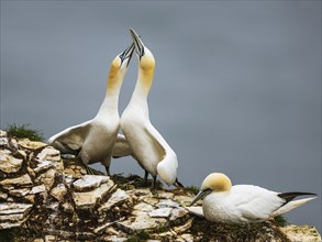 Northern Gannet, Morus bassanus, birds on cliff, Bempton Cliffs, North Yorkshire, England, United