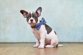 Cute pied French Bulldog puppy with bow tie in front of studio background