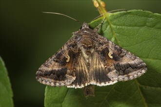 Owl butterfly (Caloptusia hohenwarthi) sitting on a green leaf, Baden-Württemberg, Germany, Europe