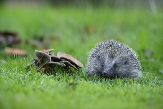 European hedgehog (Erinaceus europaeus) adult animal standing next to fungi on a garden lawn in the