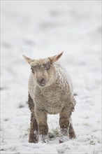 Domestic sheep (Ovis aries) juvenile baby lamb farm animal standing in a snow covered grass field