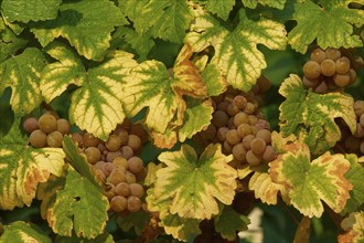 Ripe Gewürztraminer grapes hanging on vines, surrounded by green-yellow leaves, Miltenberg