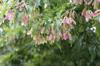 Seeds on a tree from a Tatar tatar maple (Acer tataricum), Bavaria, Germany, Europe